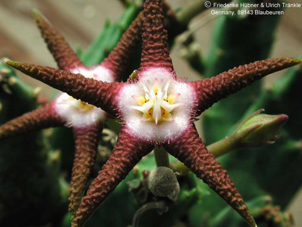 Fotoausstellung Stapelia